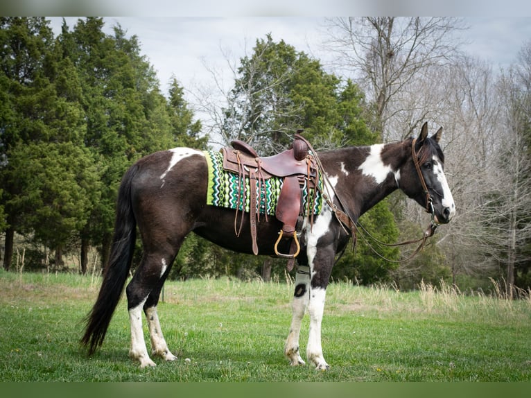 Tennessee walking horse Caballo castrado 6 años 163 cm Tobiano-todas las-capas in Greensboro Ky