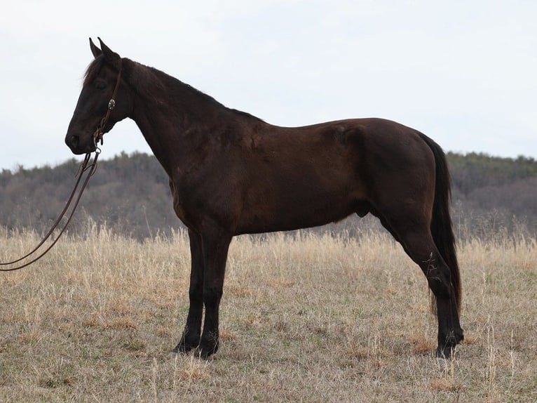 Tennessee walking horse Caballo castrado 6 años 170 cm Negro in Whitley City KY