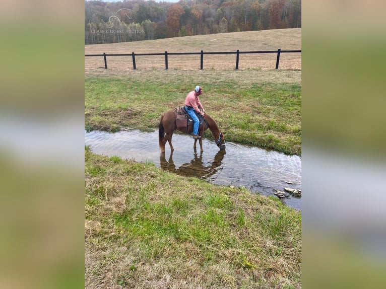 Tennessee walking horse Caballo castrado 7 años 142 cm Alazán-tostado in Oak Ridge, TN