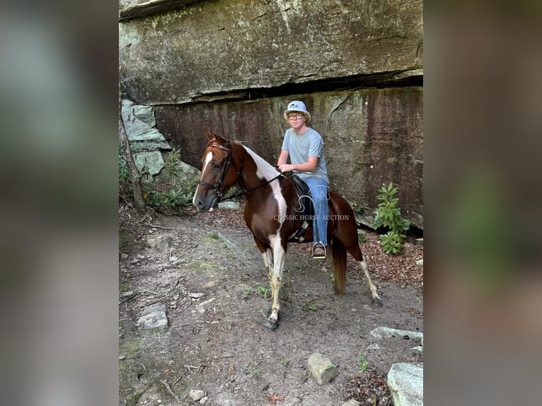 Tennessee walking horse Caballo castrado 7 años 142 cm Tobiano-todas las-capas in Hustonville, KY