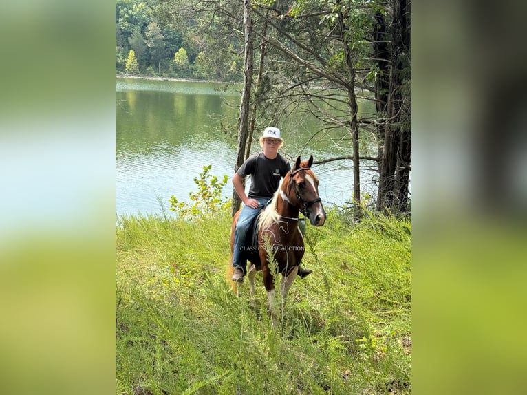 Tennessee walking horse Caballo castrado 7 años 142 cm Tobiano-todas las-capas in Hustonville, KY