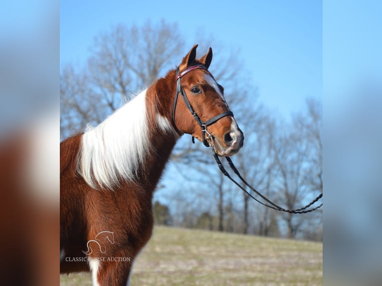 Tennessee walking horse Caballo castrado 7 años 142 cm Tobiano-todas las-capas in Hustonville, KY