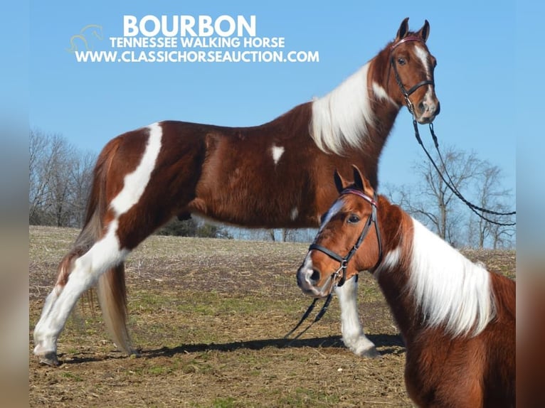 Tennessee walking horse Caballo castrado 7 años 142 cm Tobiano-todas las-capas in Hustonville, KY