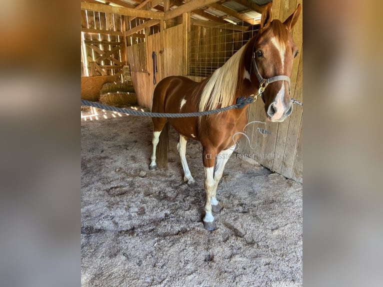 Tennessee walking horse Caballo castrado 7 años 142 cm Tobiano-todas las-capas in Hustonville, KY