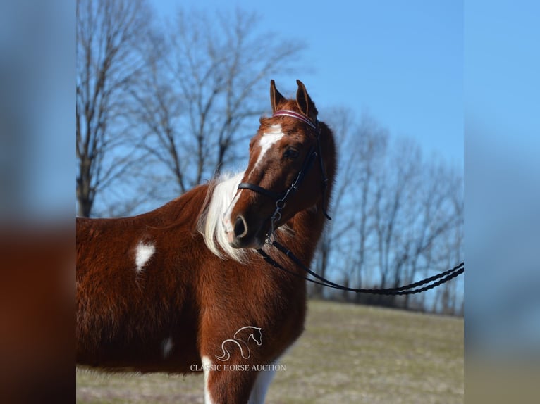 Tennessee walking horse Caballo castrado 7 años 142 cm Tobiano-todas las-capas in Hustonville, KY