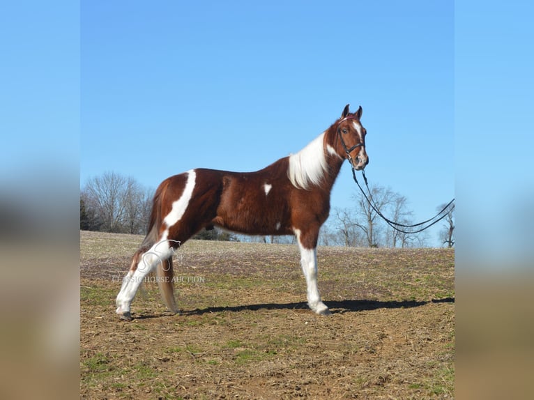 Tennessee walking horse Caballo castrado 7 años 142 cm Tobiano-todas las-capas in Hustonville, KY