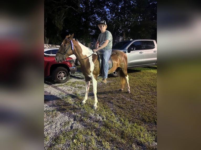 Tennessee walking horse Caballo castrado 7 años 142 cm Tobiano-todas las-capas in Hustonville, KY