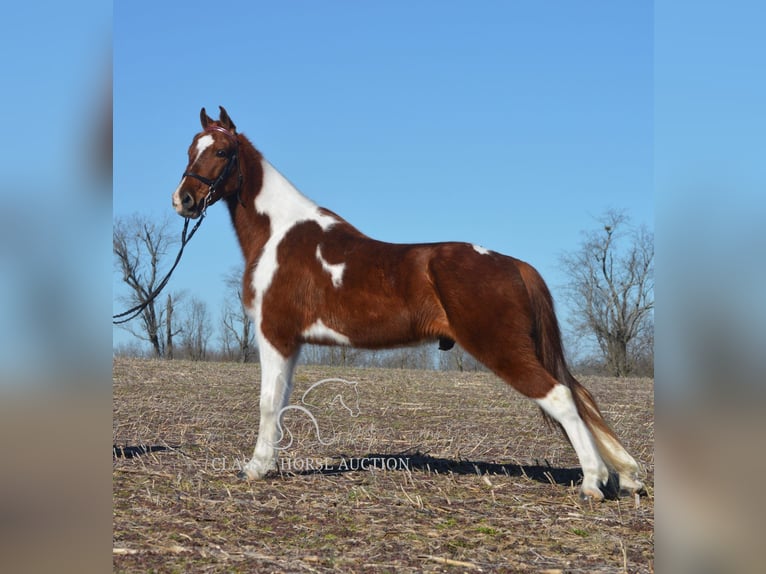 Tennessee walking horse Caballo castrado 7 años 142 cm Tobiano-todas las-capas in Hustonville, KY