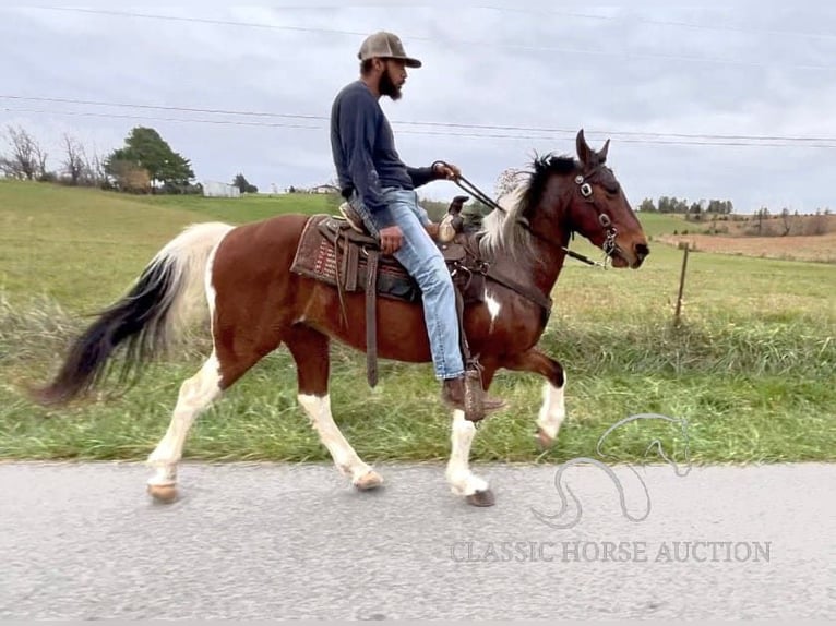 Tennessee walking horse Caballo castrado 7 años 142 cm Tobiano-todas las-capas in Tompkinsville, KY