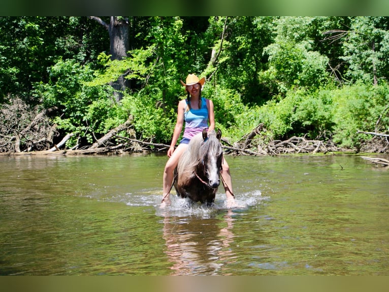 Tennessee walking horse Caballo castrado 7 años 147 cm Castaño rojizo in Highland MI
