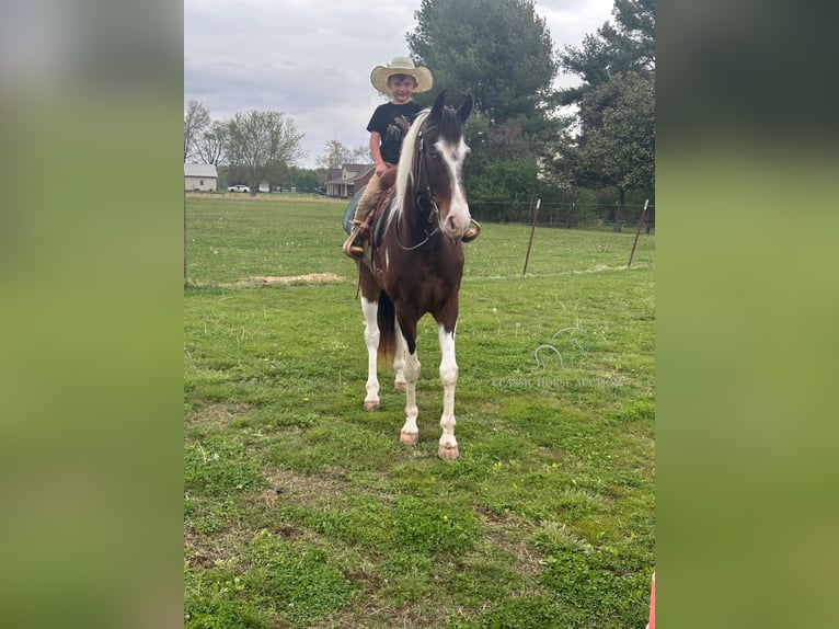 Tennessee walking horse Caballo castrado 7 años 152 cm Castaño rojizo in Woodbury, TN