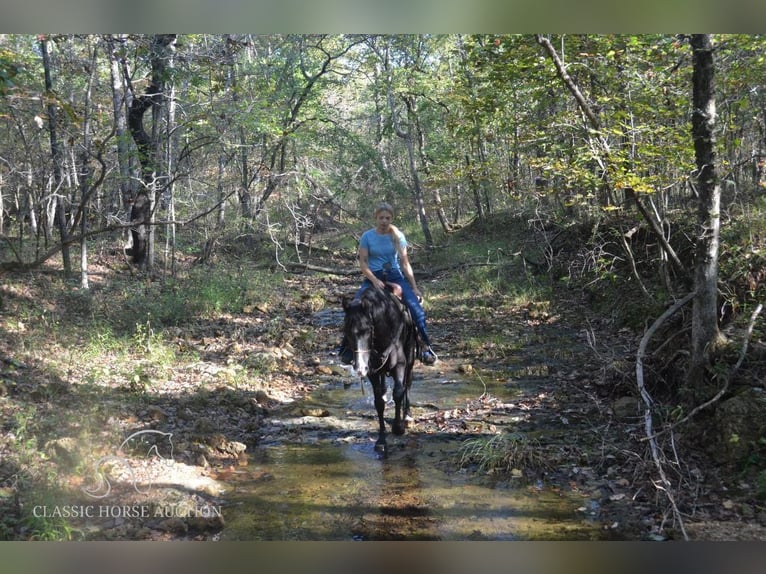 Tennessee walking horse Caballo castrado 7 años 152 cm Negro in Park Hills, MO