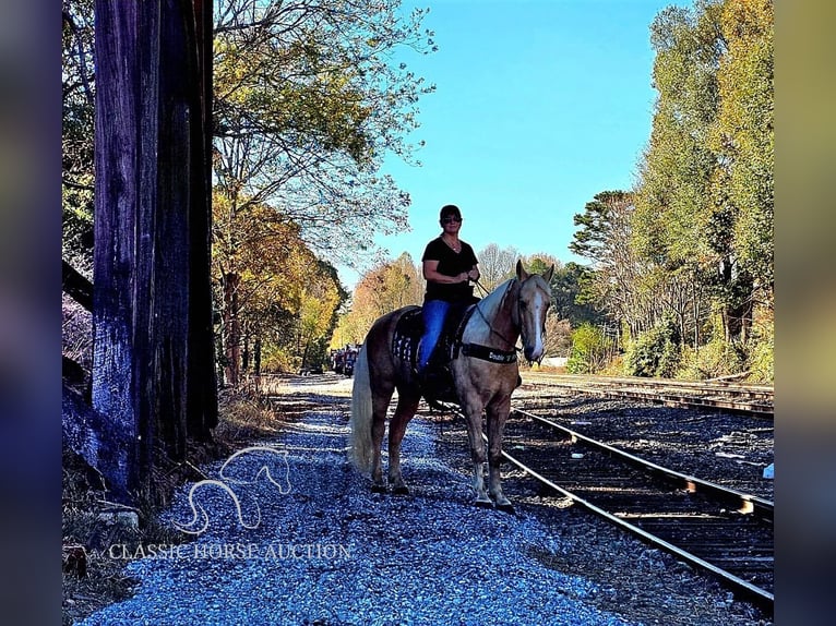 Tennessee walking horse Caballo castrado 7 años 152 cm Palomino in Gillsville GA