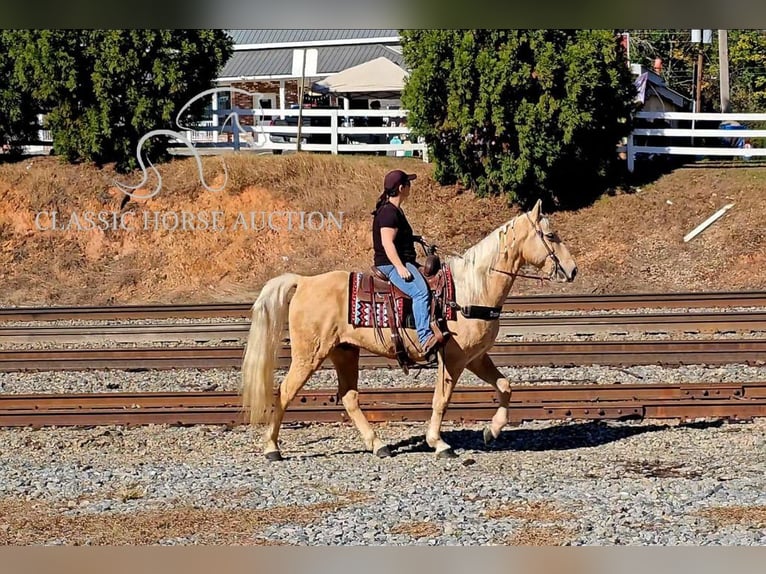 Tennessee walking horse Caballo castrado 7 años 152 cm Palomino in Gillsville GA