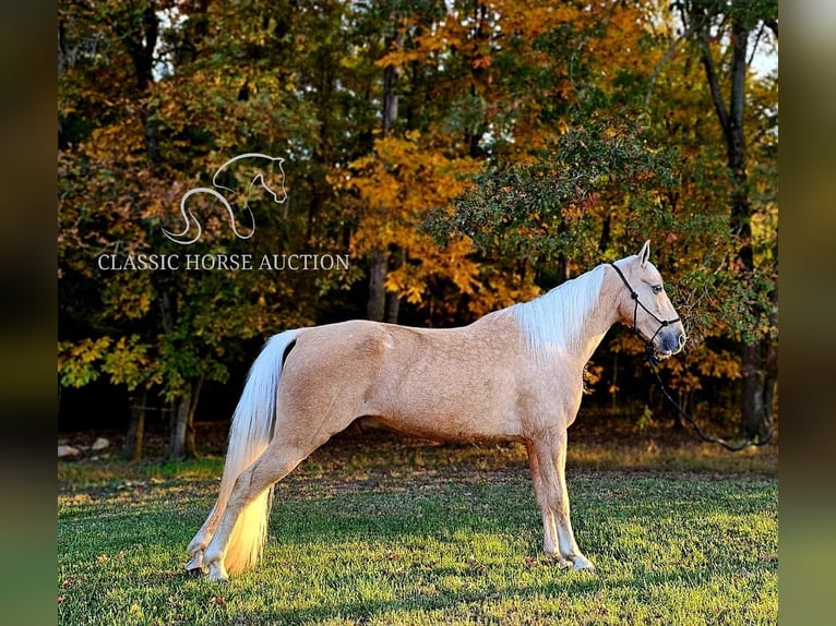 Tennessee walking horse Caballo castrado 7 años 152 cm Palomino in Gillsville GA