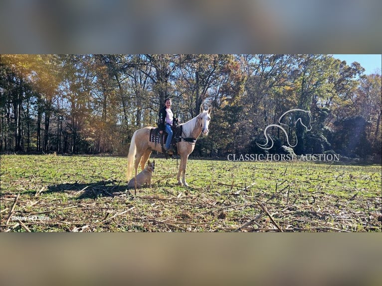 Tennessee walking horse Caballo castrado 7 años 152 cm Palomino in Gillsville GA