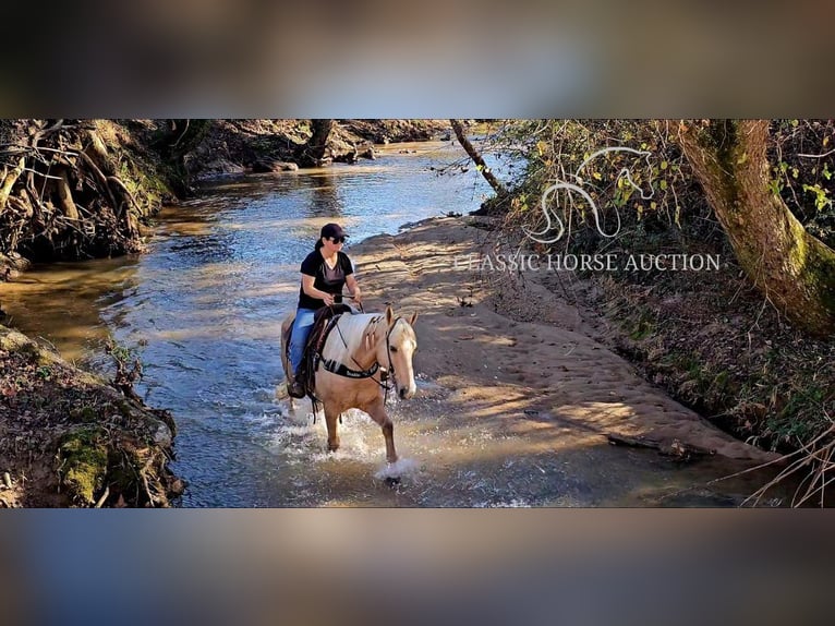 Tennessee walking horse Caballo castrado 7 años 152 cm Palomino in Gillsville GA