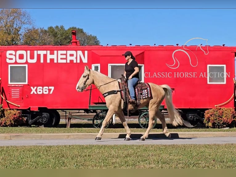 Tennessee walking horse Caballo castrado 7 años 152 cm Palomino in Gillsville GA