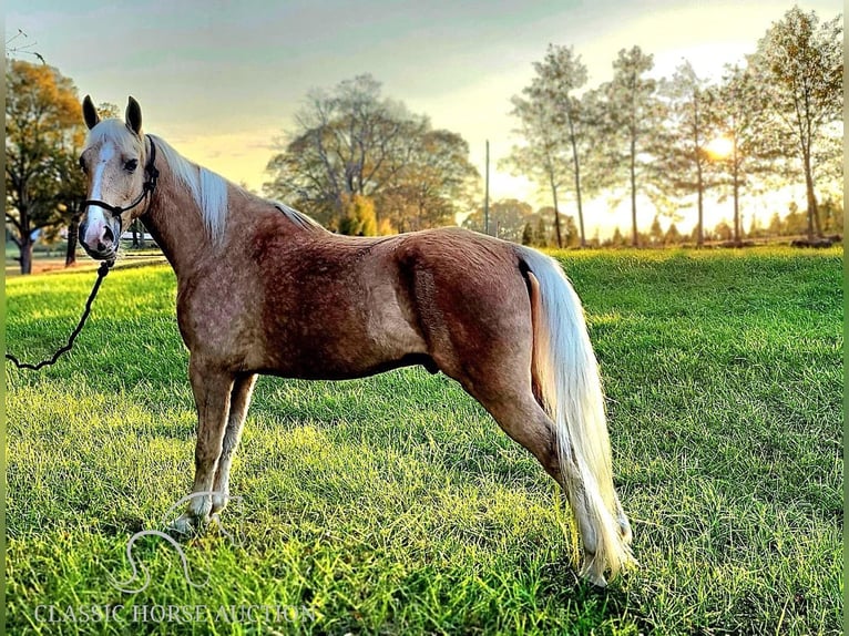 Tennessee walking horse Caballo castrado 7 años 152 cm Palomino in Gillsville GA