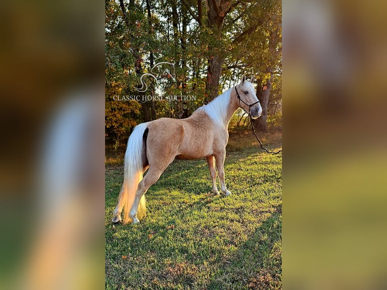 Tennessee walking horse Caballo castrado 7 años 152 cm Palomino in Gillsville GA