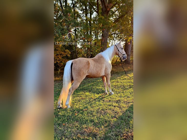 Tennessee walking horse Caballo castrado 7 años 152 cm Palomino in Gillsville GA