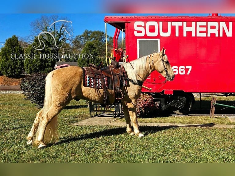 Tennessee walking horse Caballo castrado 7 años 152 cm Palomino in Gillsville GA