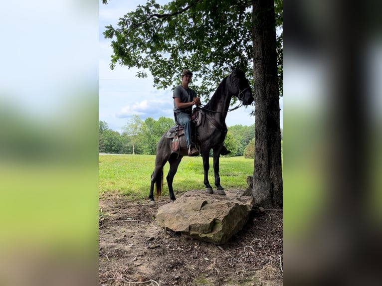 Tennessee walking horse Caballo castrado 7 años 152 cm Ruano azulado in Gruetli Laager, TN