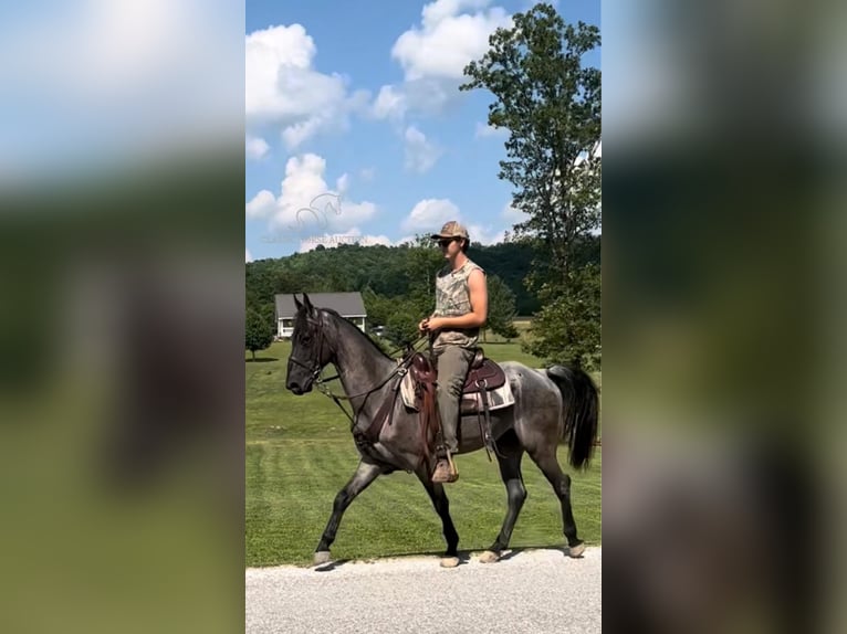 Tennessee walking horse Caballo castrado 7 años 152 cm Ruano azulado in Gruetli Laager, TN