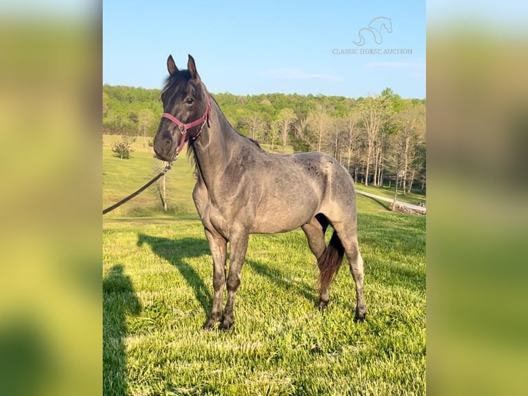 Tennessee walking horse Caballo castrado 7 años 152 cm Ruano azulado in Gruetli Laager, TN