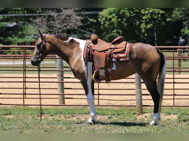 Tennessee walking horse Caballo castrado 7 años 152 cm Tobiano-todas las-capas in Sanaroa Ky