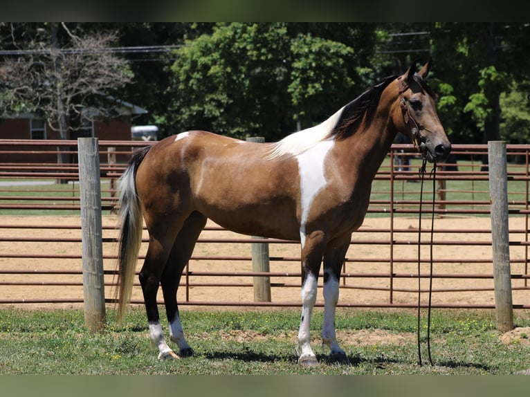 Tennessee walking horse Caballo castrado 7 años 152 cm Tobiano-todas las-capas in Sanaroa Ky