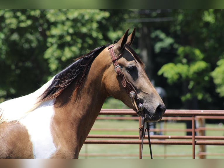 Tennessee walking horse Caballo castrado 7 años 152 cm Tobiano-todas las-capas in Sanaroa Ky