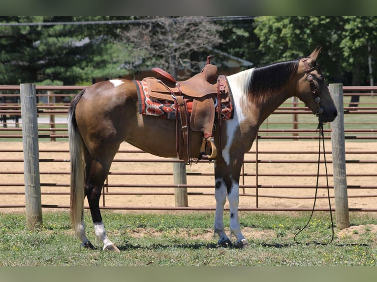 Tennessee walking horse Caballo castrado 7 años 152 cm Tobiano-todas las-capas in Sanaroa Ky