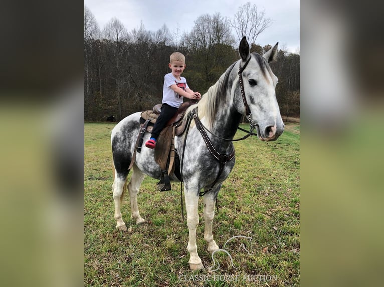 Tennessee walking horse Caballo castrado 7 años 152 cm Tordo in Rockholds, KY