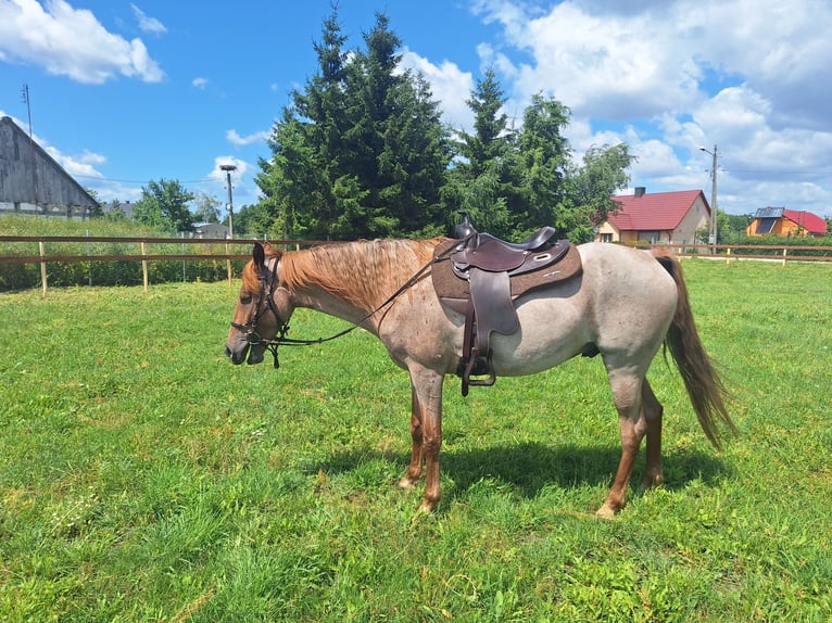 Tennessee walking horse Caballo castrado 7 años 153 cm Tordo ruano in Pławin
