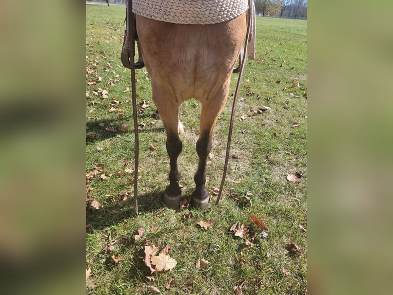 Tennessee walking horse Caballo castrado 7 años 155 cm Buckskin/Bayo in Charleston IL