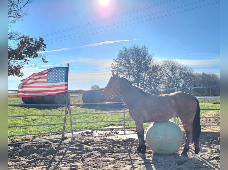 Tennessee walking horse Caballo castrado 7 años 155 cm Buckskin/Bayo in Charleston IL