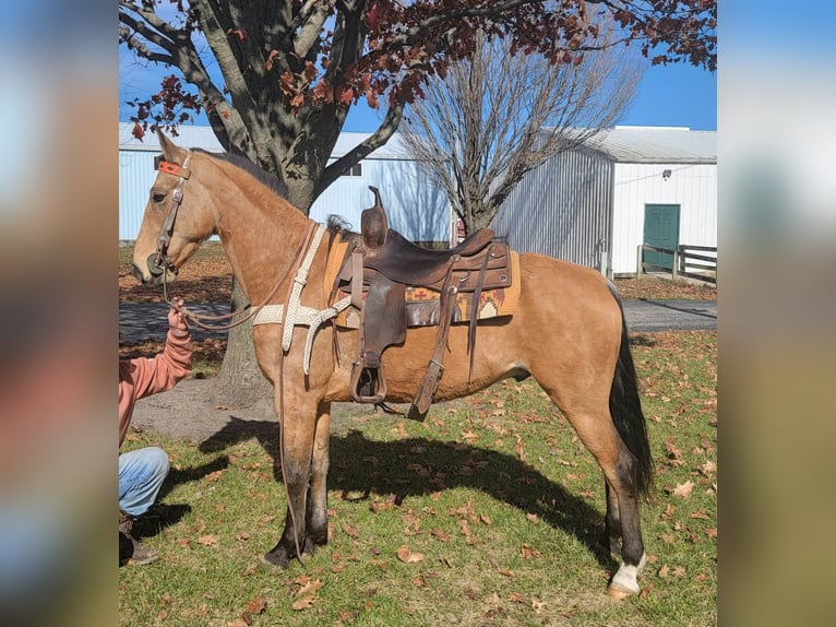 Tennessee walking horse Caballo castrado 7 años 155 cm Buckskin/Bayo in Charleston IL