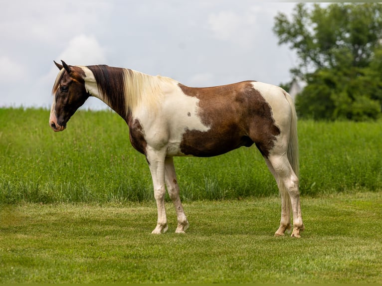 Tennessee walking horse Caballo castrado 7 años 155 cm Pío in Ewing