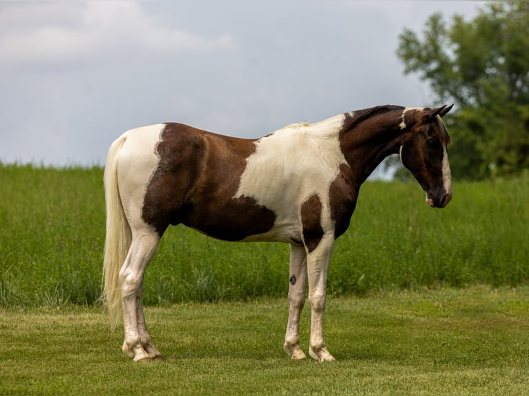 Tennessee walking horse Caballo castrado 7 años 155 cm Pío in Ewing