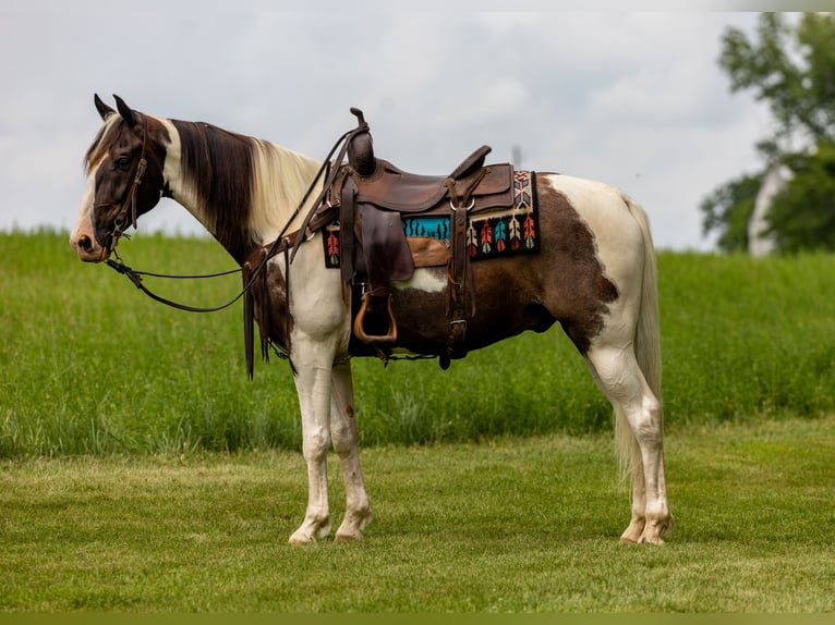 Tennessee walking horse Caballo castrado 7 años 155 cm Pío in Ewing