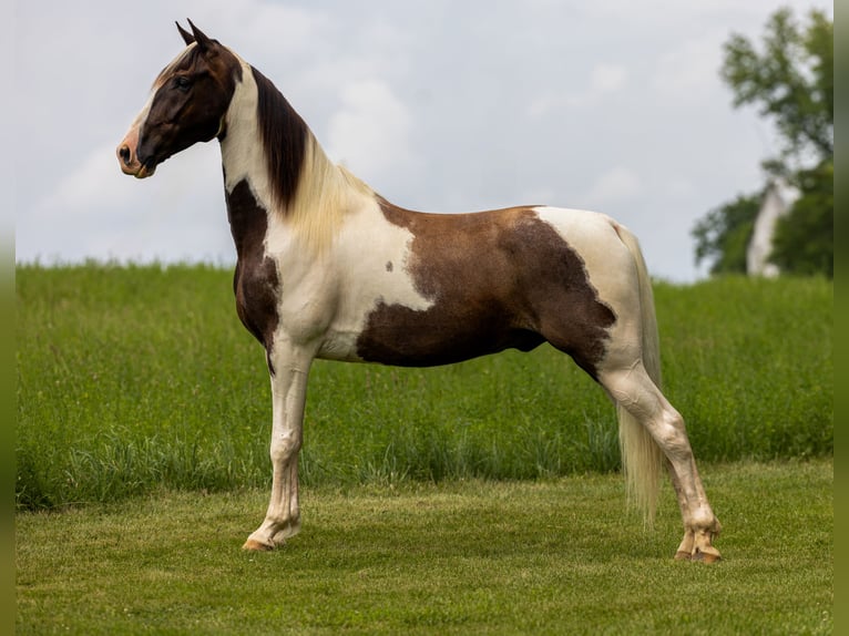 Tennessee walking horse Caballo castrado 7 años 155 cm Pío in Ewing