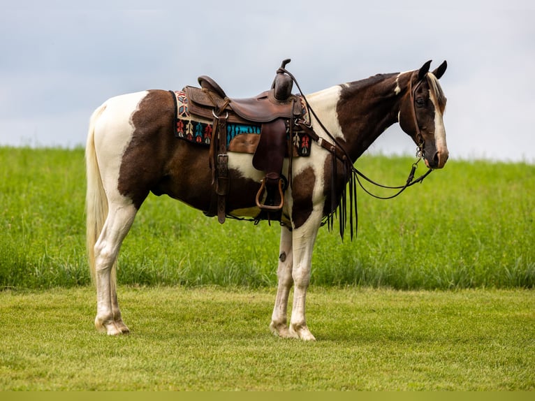 Tennessee walking horse Caballo castrado 7 años 155 cm Pío in Ewing