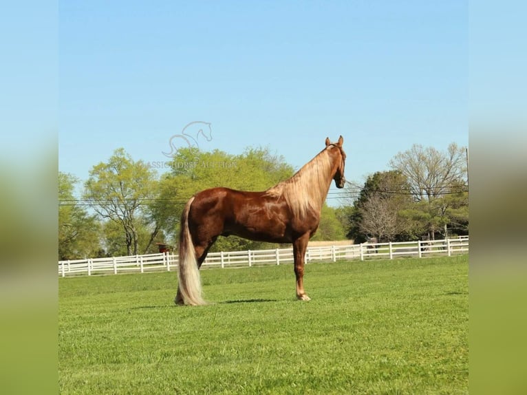 Tennessee walking horse Caballo castrado 7 años 163 cm Alazán-tostado in Lewisburg, TN