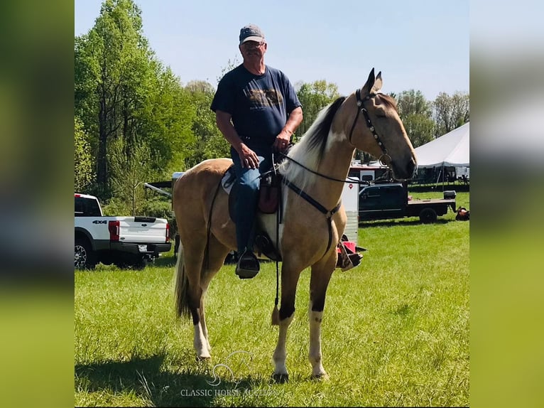 Tennessee walking horse Caballo castrado 7 años 163 cm Buckskin/Bayo in Lewisburg, TN