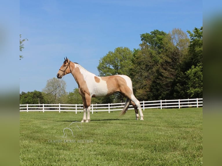 Tennessee walking horse Caballo castrado 7 años 163 cm Buckskin/Bayo in Lewisburg, TN