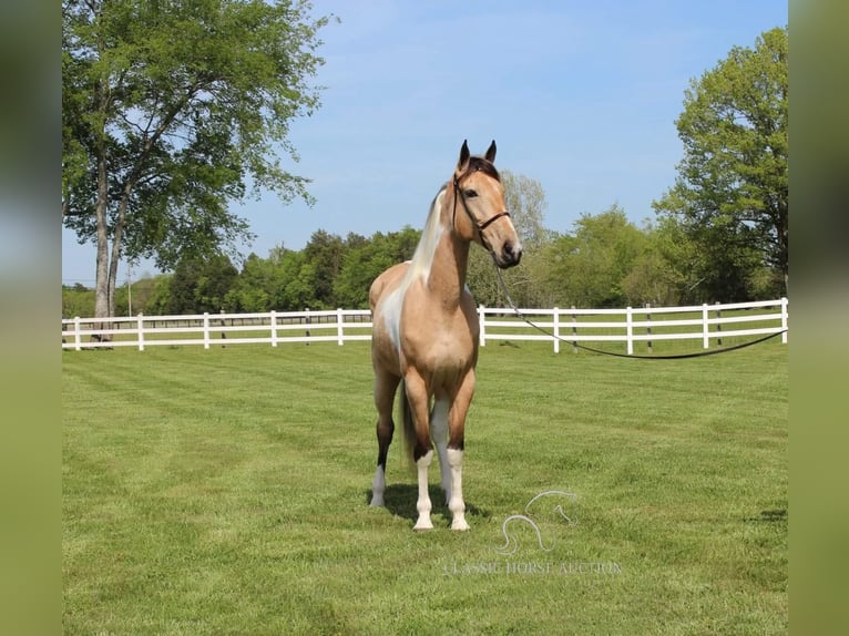 Tennessee walking horse Caballo castrado 7 años 163 cm Buckskin/Bayo in Lewisburg, TN