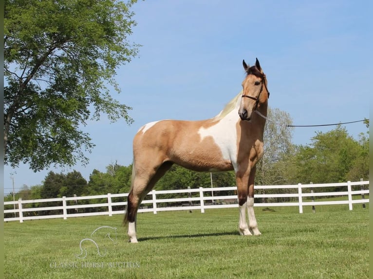 Tennessee walking horse Caballo castrado 7 años 163 cm Buckskin/Bayo in Lewisburg, TN