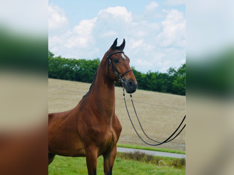 Tennessee walking horse Caballo castrado 7 años 163 cm Castaño rojizo in Hustonville, KY