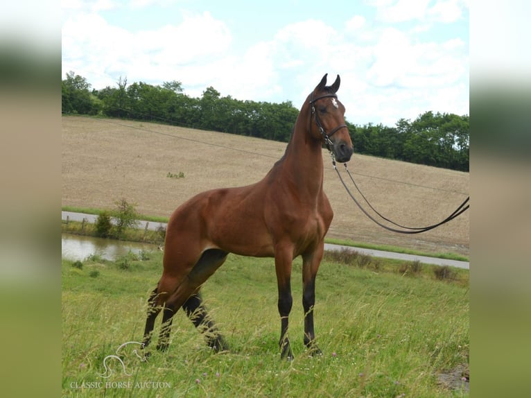 Tennessee walking horse Caballo castrado 7 años 163 cm Castaño rojizo in Hustonville, KY